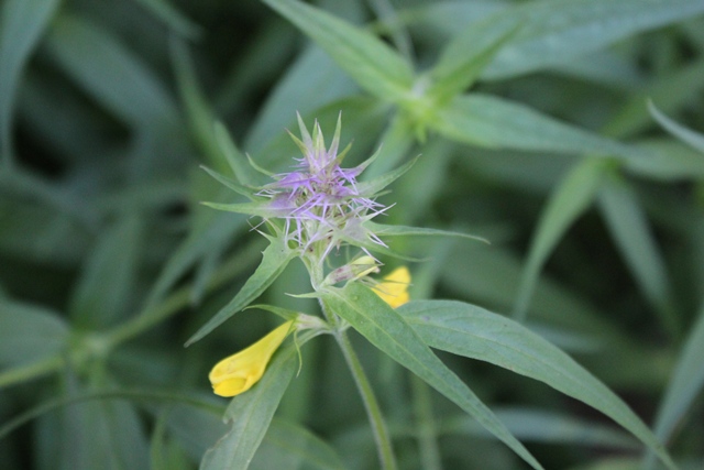 Identificazione pianta - Melampyrum sp..