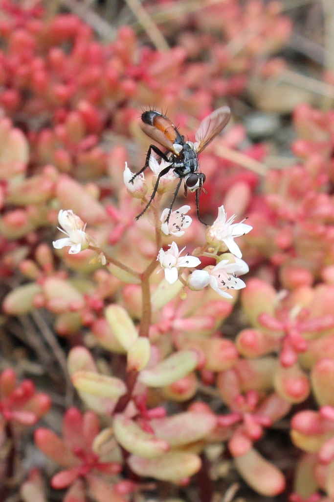 Cylindromyia sp. (Tachinidae)