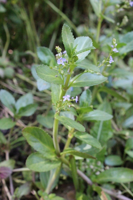 Veronica beccabunga