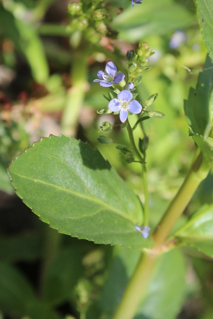 Veronica beccabunga