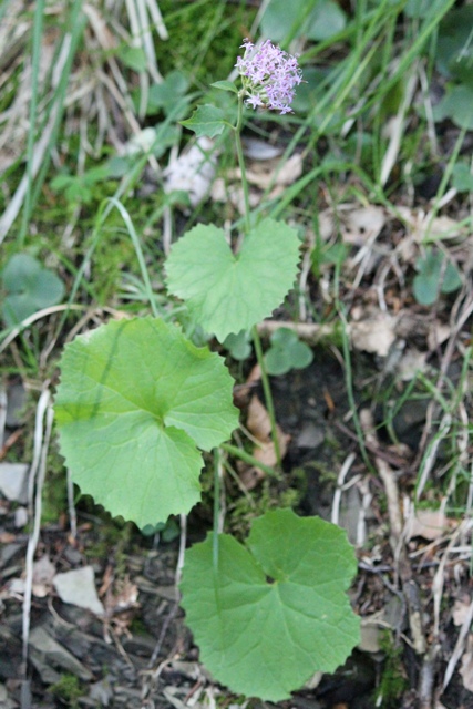 Adenostyles alpina (=Adenostyles glabra) / Cavolaccio verde