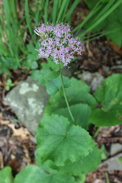 Adenostyles alpina (=Adenostyles glabra) / Cavolaccio verde