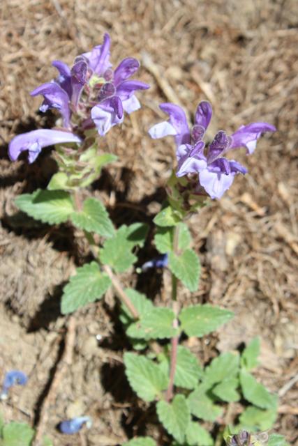 Scutellaria alpina