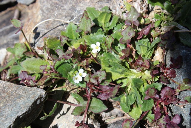 Arabis alpina L. subsp. alpina