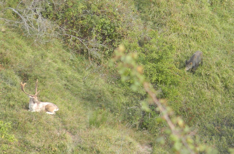 Daino: colorazione del mantello e altro...