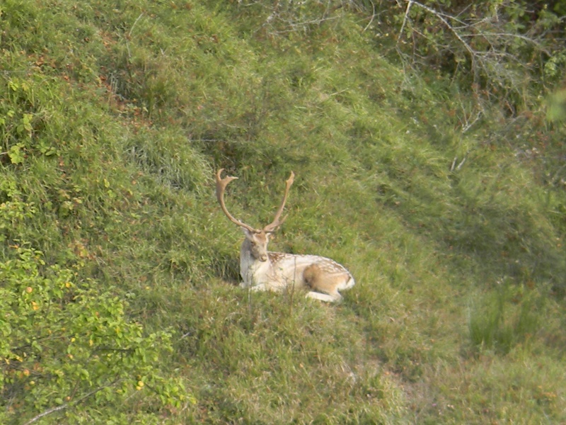 Daino: colorazione del mantello e altro...