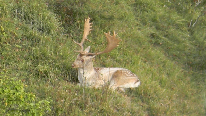 Daino: colorazione del mantello e altro...