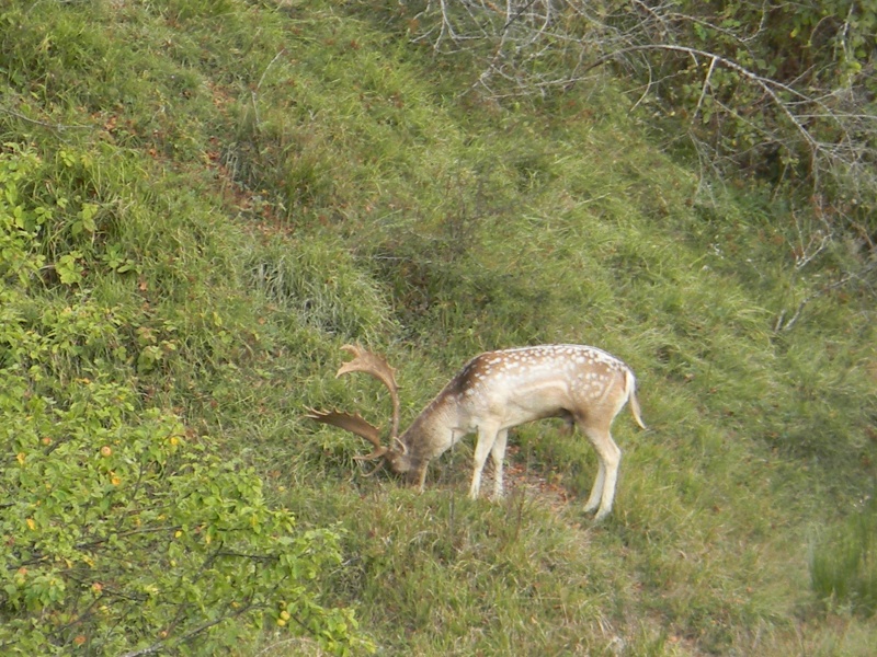 Daino: colorazione del mantello e altro...