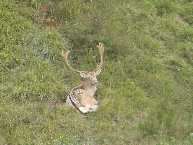 Daino: colorazione del mantello e altro...