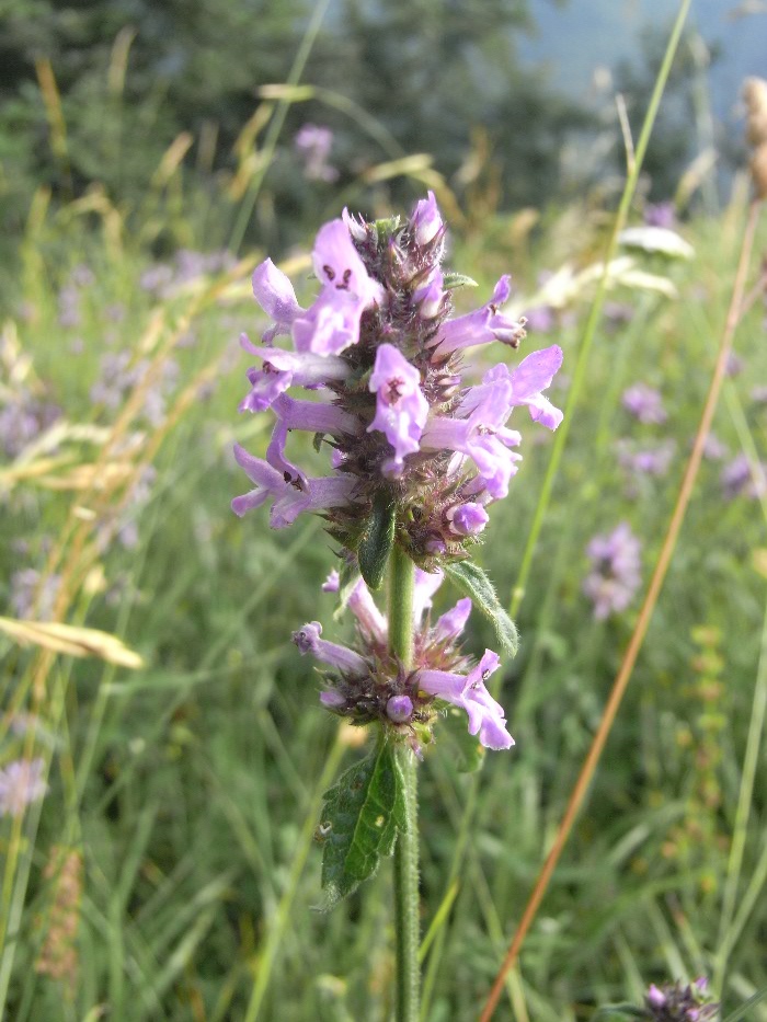Stachys officinalis
