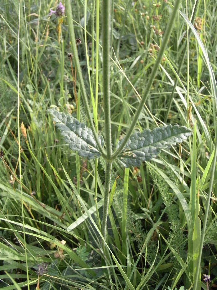 Stachys officinalis