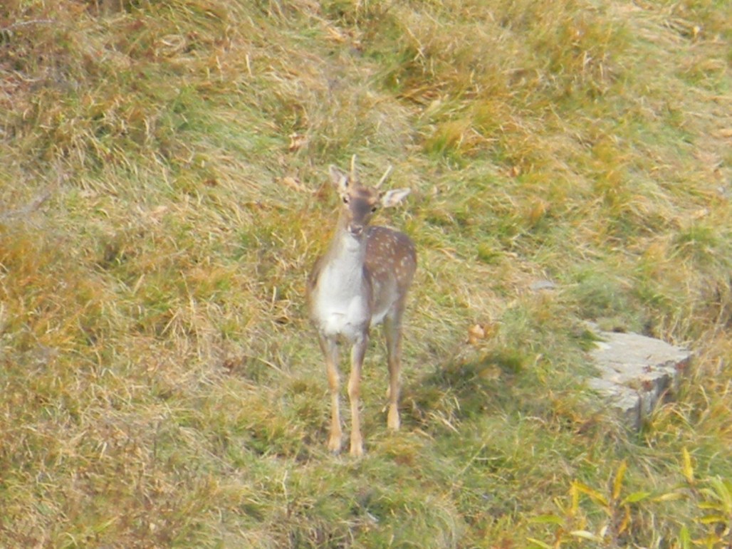 Daino: colorazione del mantello e altro...
