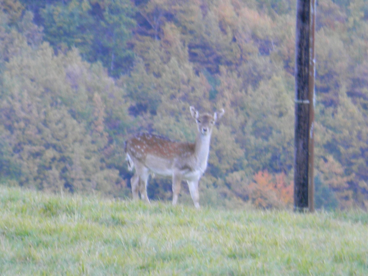 Daino: colorazione del mantello e altro...