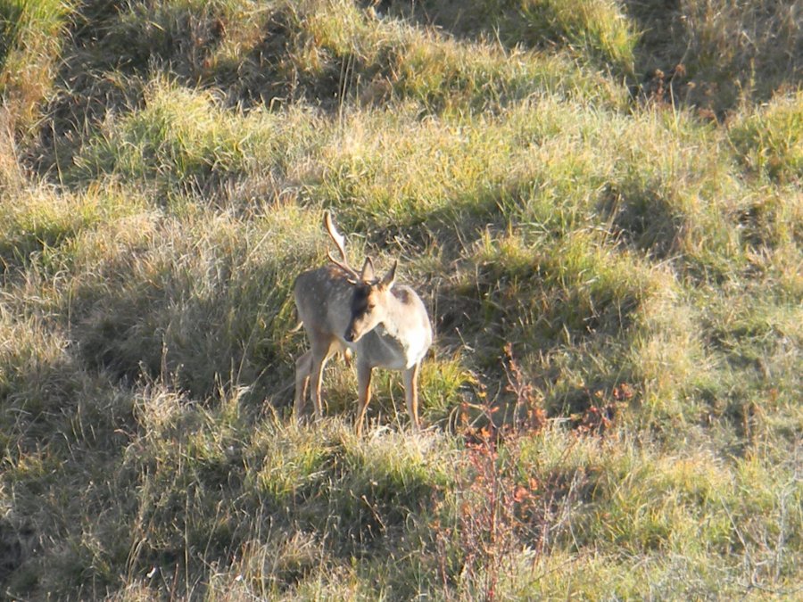 Daino: colorazione del mantello e altro...