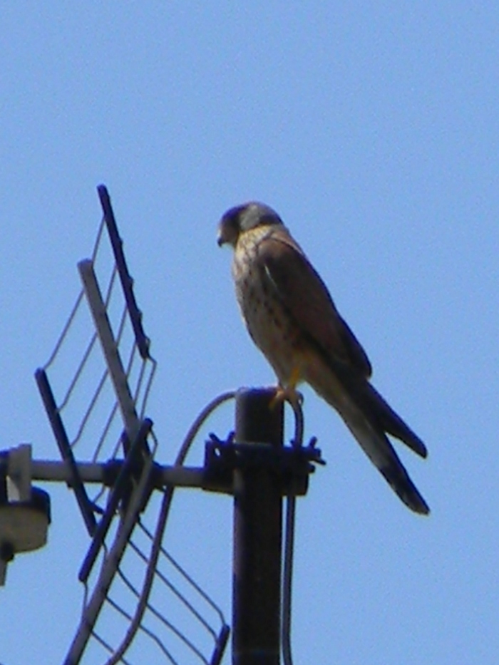 Rapace cittadino
