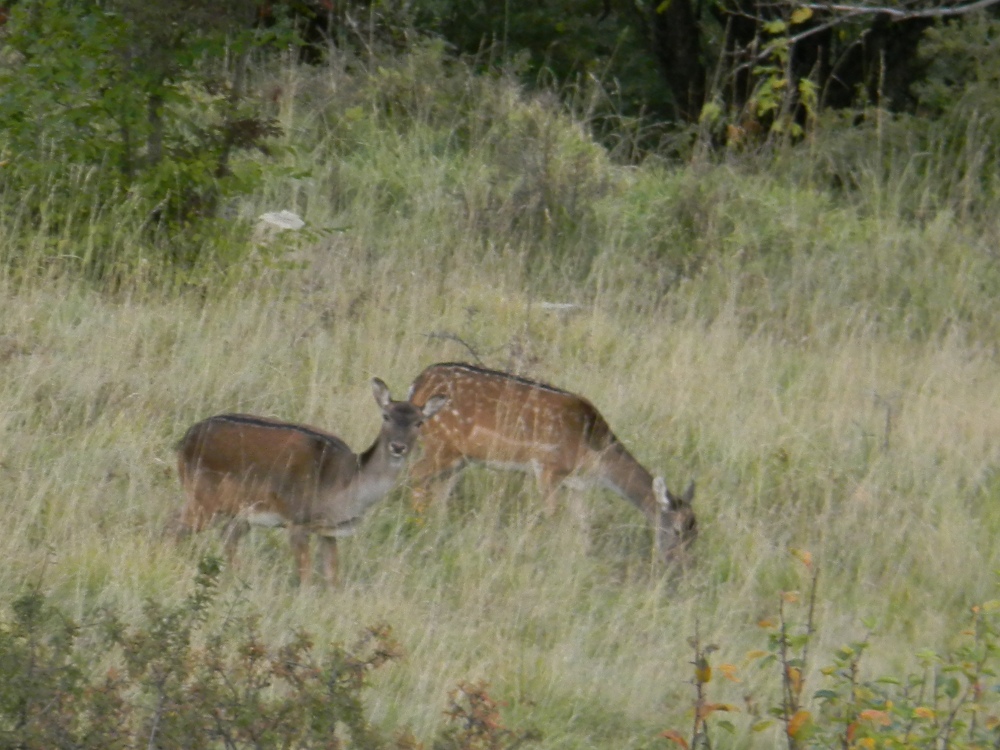 Daino: colorazione del mantello e altro...