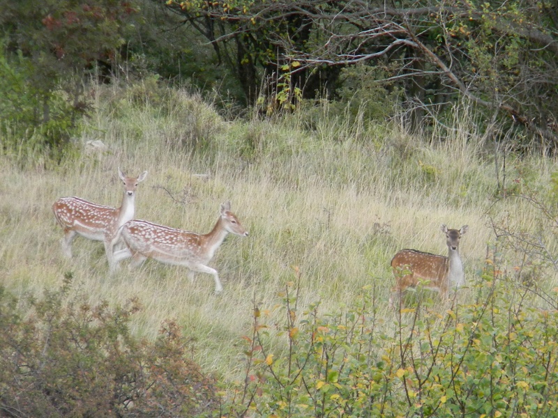 Daino: colorazione del mantello e altro...