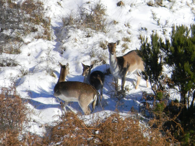 Daino: colorazione del mantello e altro...