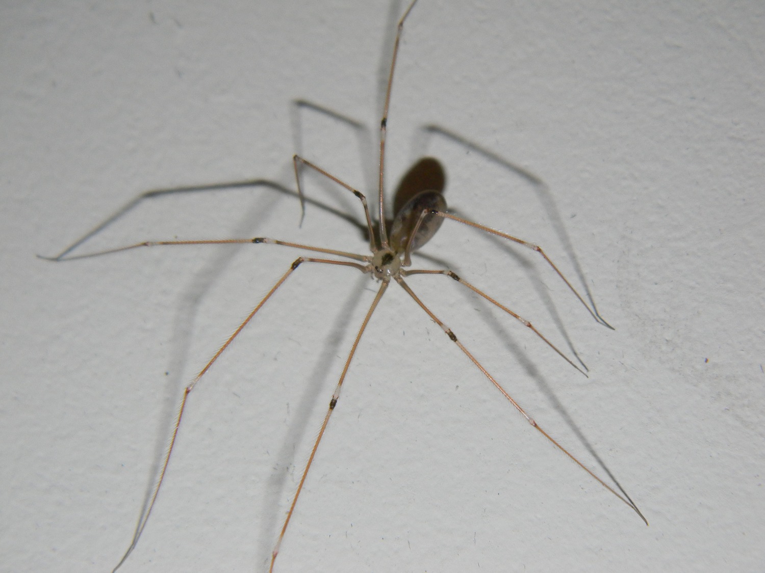 Pholcus phalangoides