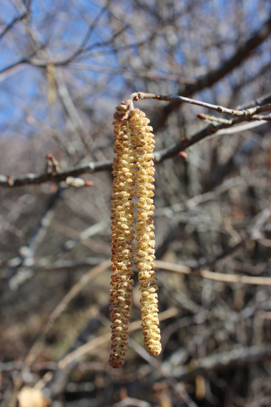 Corylus avellana / Nocciolo