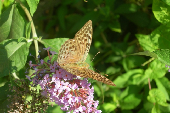 Argynnis pandora