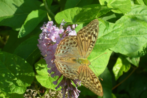 Argynnis pandora