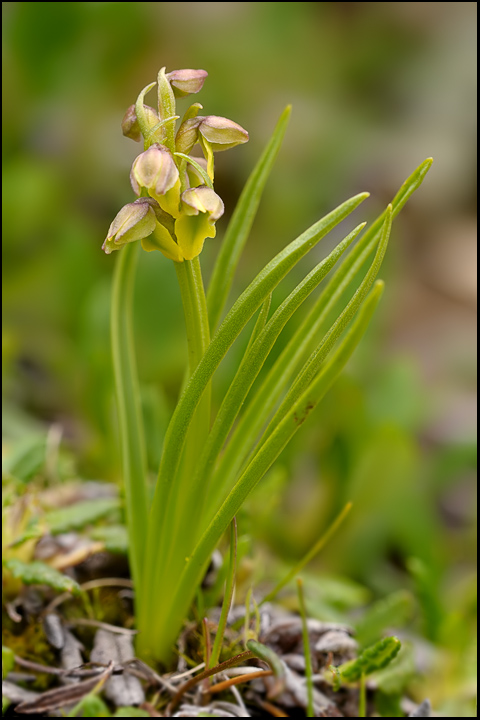 Chamorchis alpina / Gramignola alpina