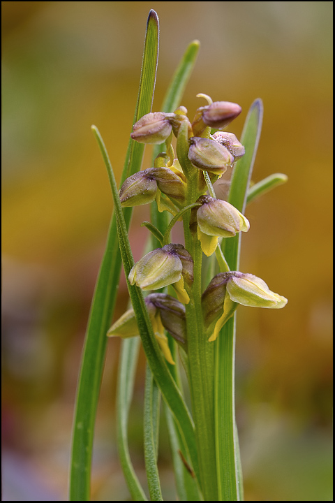 Chamorchis alpina / Gramignola alpina
