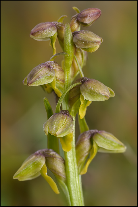 Chamorchis alpina / Gramignola alpina