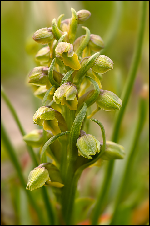 Chamorchis alpina / Gramignola alpina
