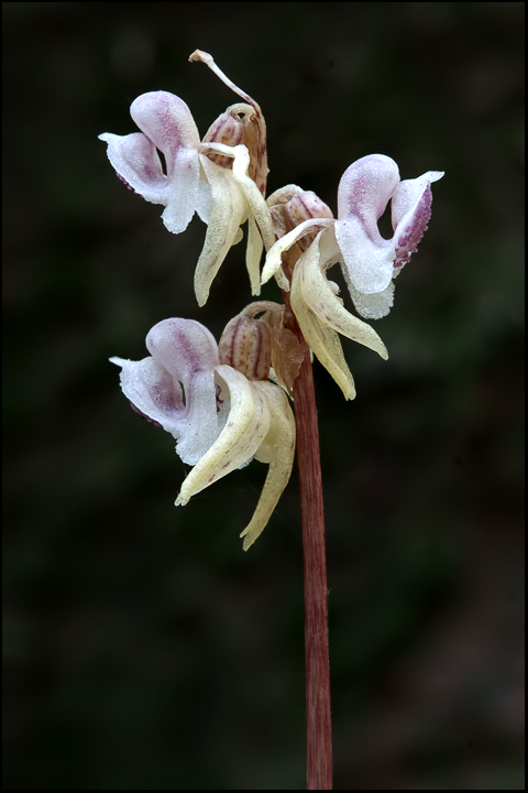 Epipogium aphyllum