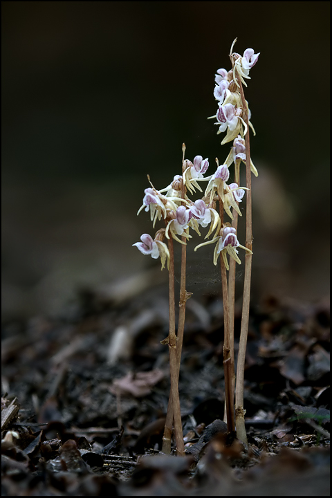 Epipogium aphyllum