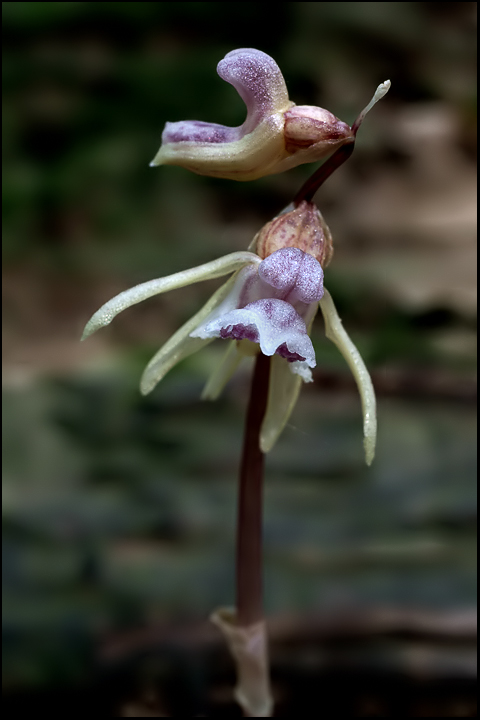 Epipogium aphyllum