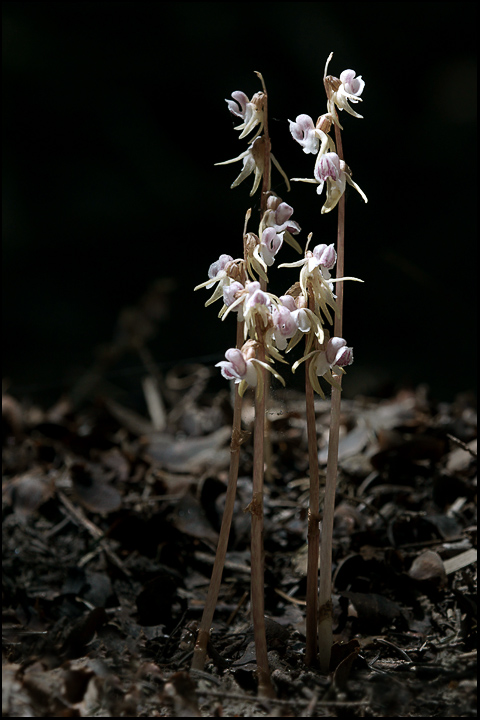 Epipogium aphyllum