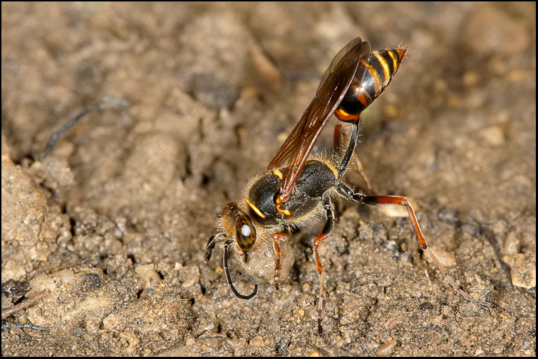 Sceliphron caementarium e curvatum ♀ (Sphecidae)