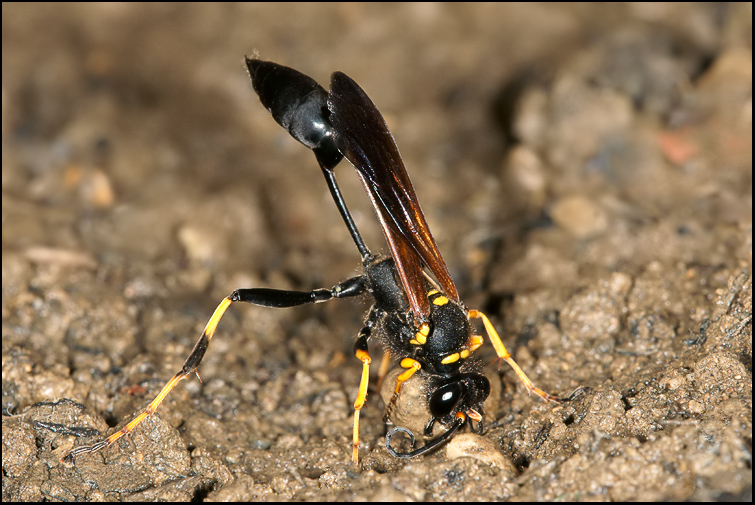 Sceliphron caementarium e curvatum ♀ (Sphecidae)