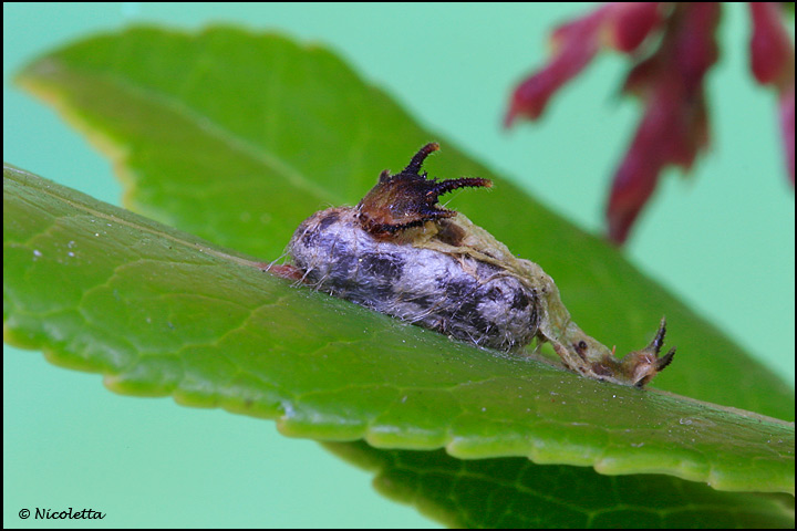 Pupa di Dittero parassita?