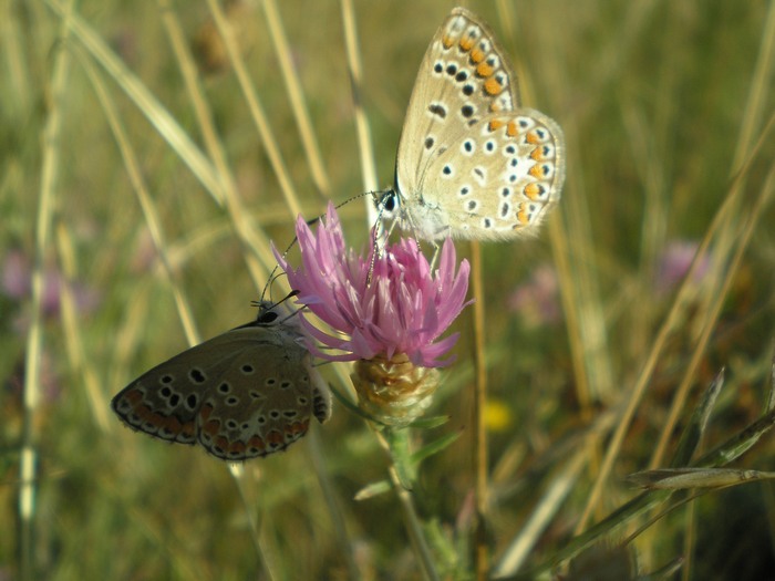 Aricia agestis VS Polyommatus icarus