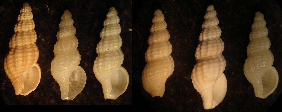 Chauvetia dalle Kerkennah
