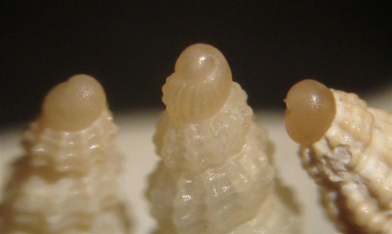 Chauvetia dalle Kerkennah
