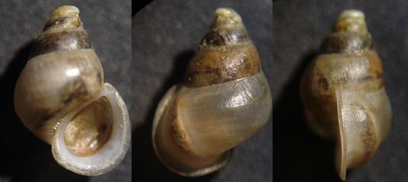 L'' Emmericia patula di Piediluco