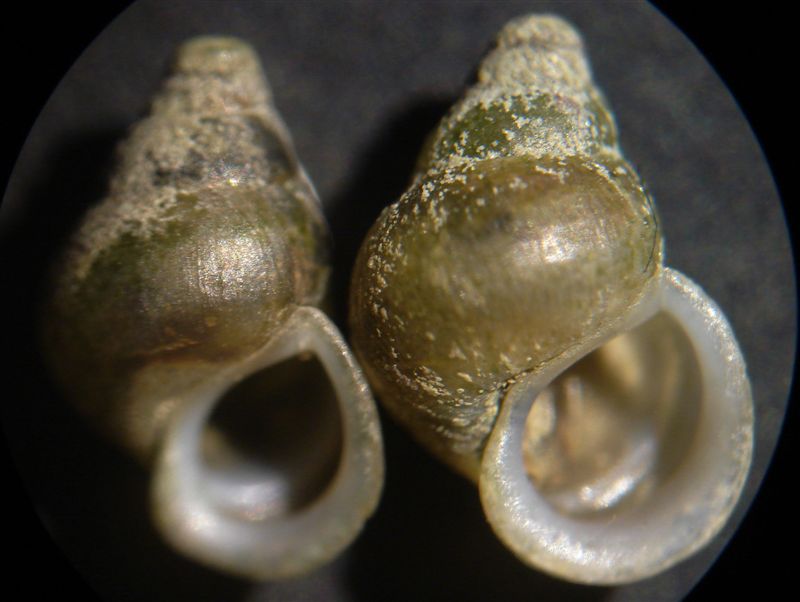 L'' Emmericia patula di Piediluco