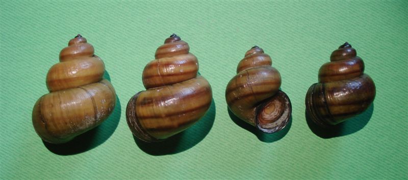 L'' Emmericia patula di Piediluco