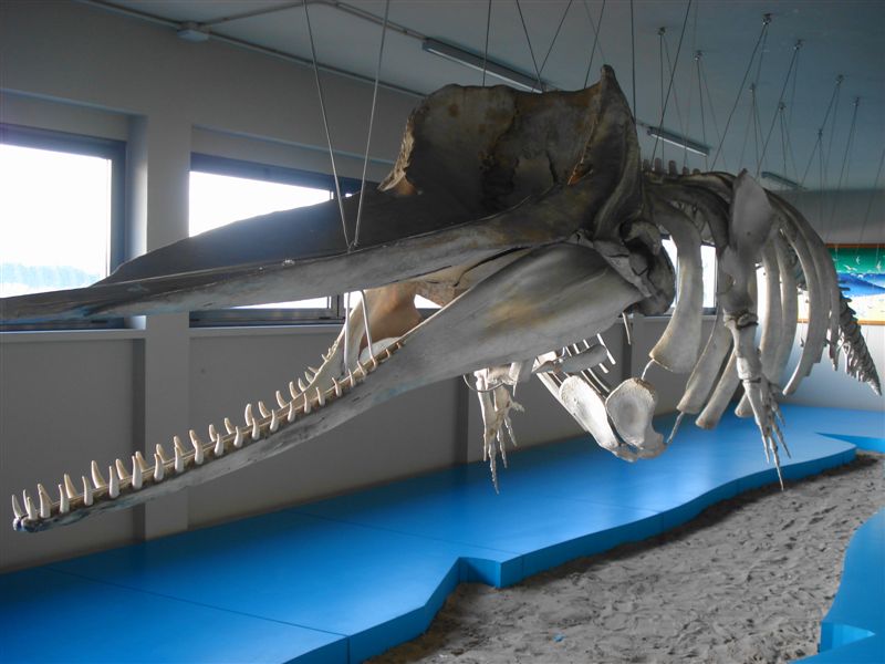 Il MUSEO DEL MARE di PESCARA