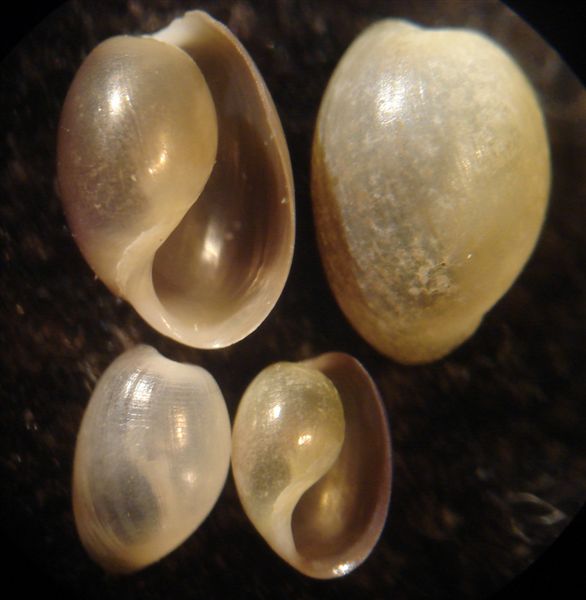 Haminoea da Cannizzaro