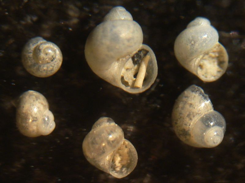 Rissoella da Cannizzaro