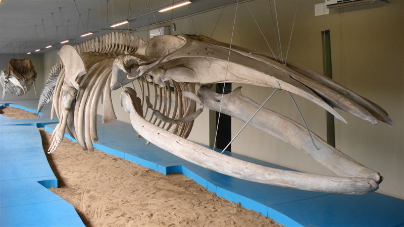 Il MUSEO DEL MARE di PESCARA