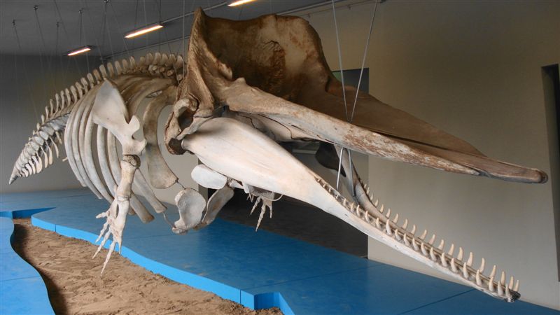 Il MUSEO DEL MARE di PESCARA