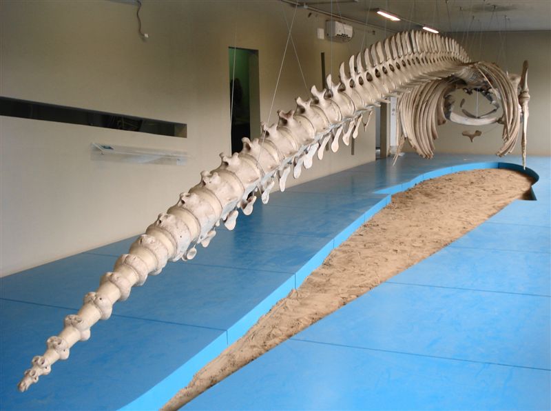 Il MUSEO DEL MARE di PESCARA