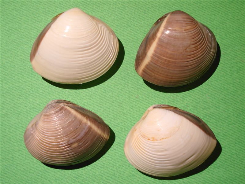 bivalve comacchio